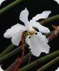 Holcoglossum subulifolium